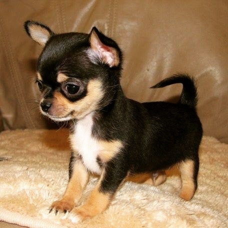 Male - Oreo - Reserved