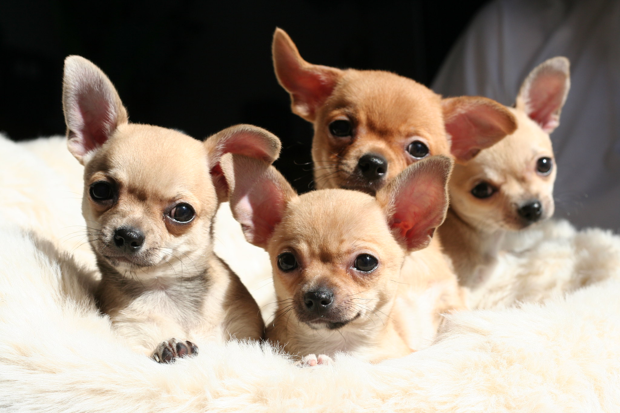 Puppies For Sale