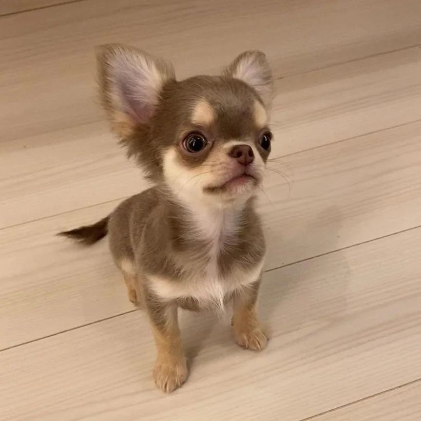 Chihuahua Puppies For Sale- Cute Apple Head Chihuahua 4 Sale